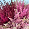 astilbe