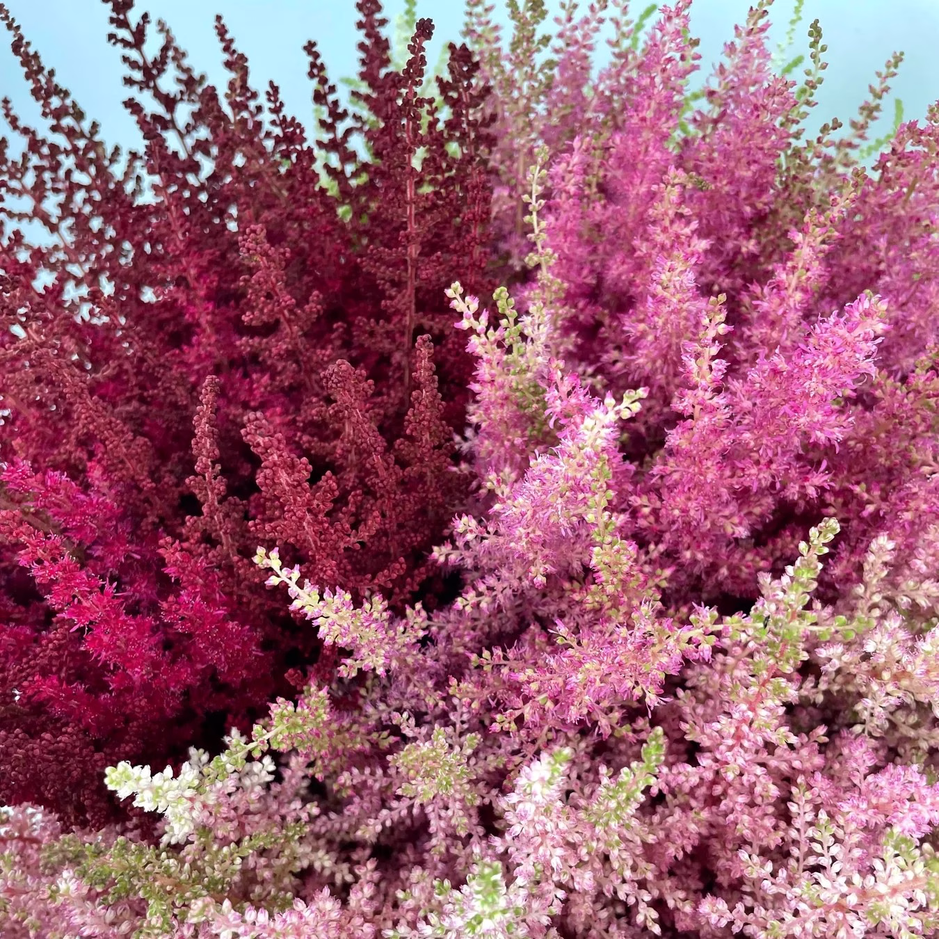 astilbe