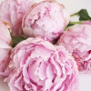 peonies