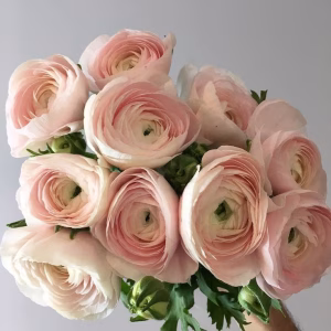 ranunculus Floral Pricing: Standard vs. Premium