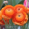 ranunculus