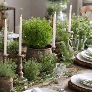 Live Plants